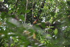 Dinopium benghalense