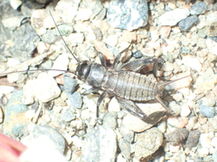 Melanogryllus desertus