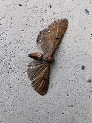 Eupithecia icterata