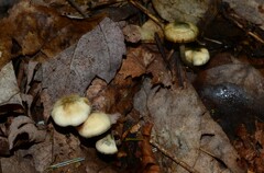 Psilocybe caerulipes
