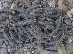 Perga affinis