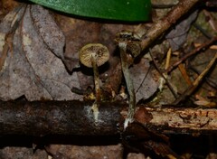 Psilocybe caerulipes