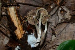 Psilocybe caerulipes