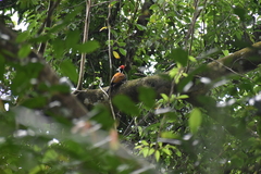 Dinopium benghalense