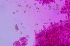 Psilocybe caerulipes