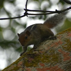 Funambulus tristriatus