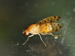 Lauxaniidae