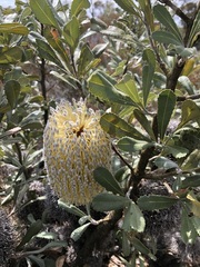 Banksia ornata