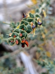Daviesia arenaria