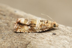 Celypha