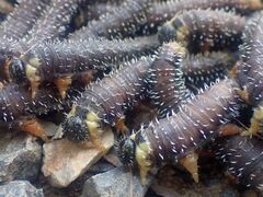 Perga affinis