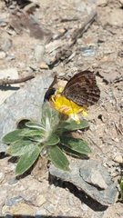 Erebia montanus