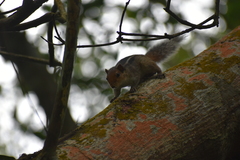 Funambulus tristriatus