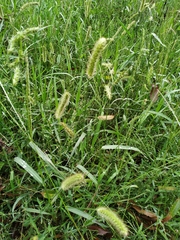 Setaria