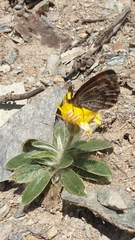 Erebia montanus