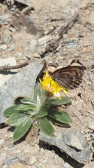 Erebia montanus