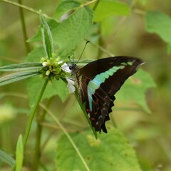 Graphium teredon