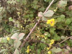 Verbascum