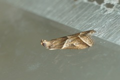 Nyctegretis lineana