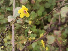 Verbascum