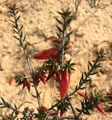 Stenanthera conostephioides