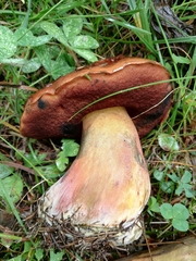 Neoboletus luridiformis