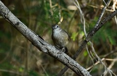 Colluricincla megarhyncha