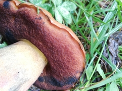 Neoboletus luridiformis