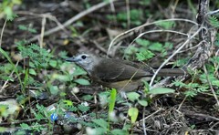 Colluricincla megarhyncha