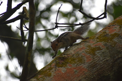 Funambulus tristriatus
