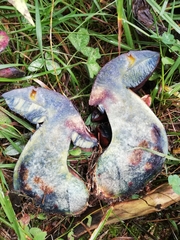 Neoboletus luridiformis