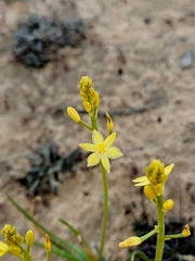 Bulbine semibarbata