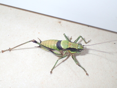 Eupholidoptera schmidti