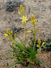 Bulbine semibarbata
