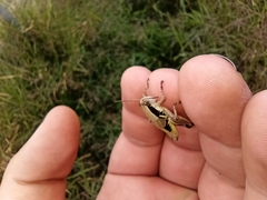 Melanoplinae
