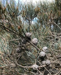 Allocasuarina pusilla