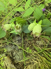 Codonopsis lanceolata