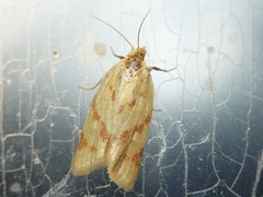Clepsis pallidana