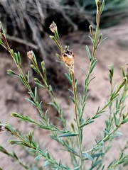 Pimelea trichostachya