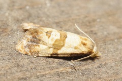 Phalonidia contractana