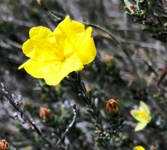 Hibbertia devitata