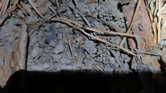 Synema globosum