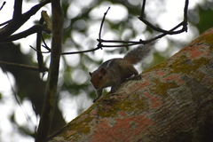 Funambulus tristriatus