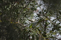 Myzomela sanguinolenta