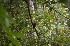 Glaucidium radiatum