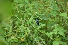 Graphium teredon