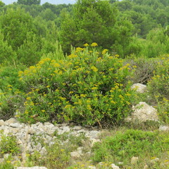 Bupleurum fruticosum