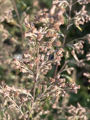 Artemisia vulgaris