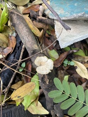 Schizophyllum commune