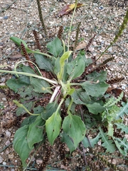 Plantago